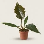 Філодендрон Bipinn. Choco Empress (40см)