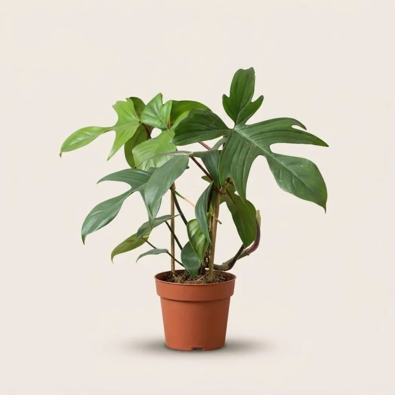 Філодендрон "Florida Green" (50см)