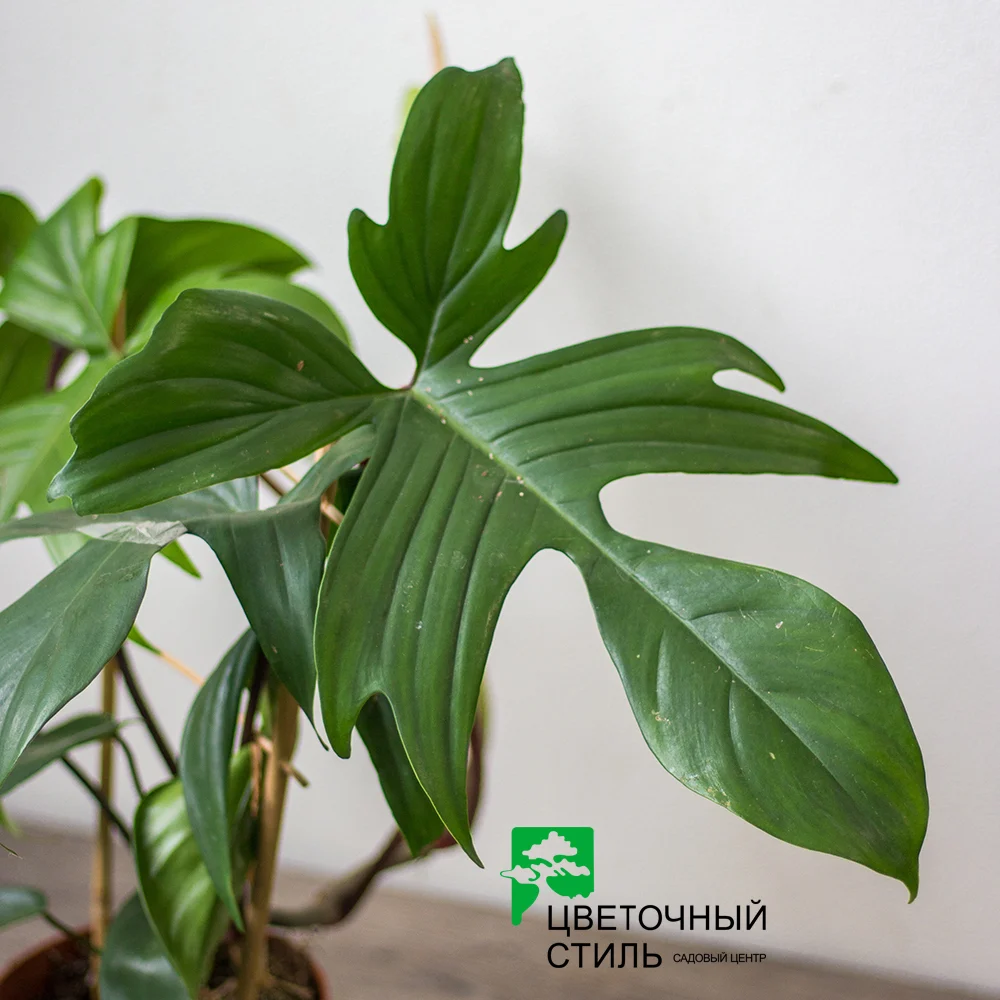Філодендрон "Florida Green" (50см) — Квітковий стиль, Харків