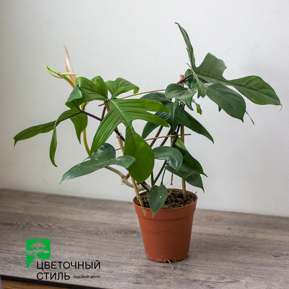 Філодендрон "Florida Green" (50см) — Квітковий стиль, Харків