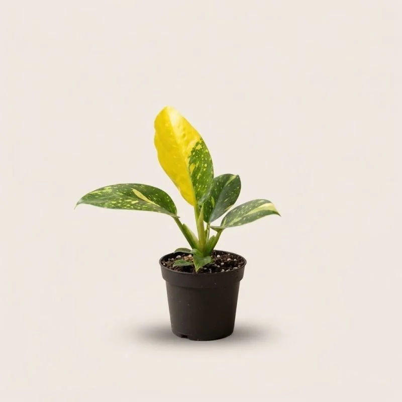 Філодендрон Green Congo 'Nuclear'