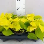 Філодендрон «Лемон Лайм» (Philodendron hederaceum 'Lemon Lime') 20 см — Квітковий стиль, Харків