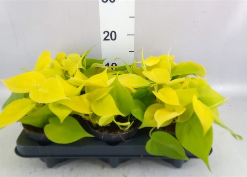 Філодендрон «Лемон Лайм» (Philodendron hederaceum 'Lemon Lime') 20 см