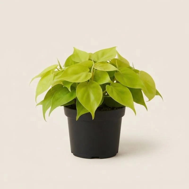 Філодендрон «Лемон Лайм» (Philodendron hederaceum 'Lemon Lime') 20 см