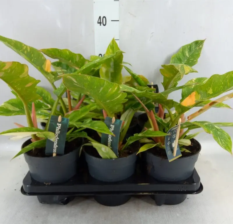 Філодендрон "Ring of Fire" variegata