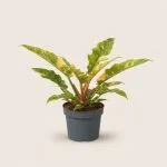 Філодендрон "Ring of Fire" variegata