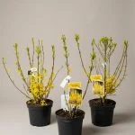 Форзиція (Forsythia) — Квітковий стиль, Харків