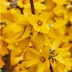 Форзиція середня 'Nimbus' (Forsythia × intermedia 'Nimbus') — Квітковий стиль, Харків