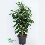 Фикус Benjamina "Danielle" (100см) — Квітковий стиль, Харків
