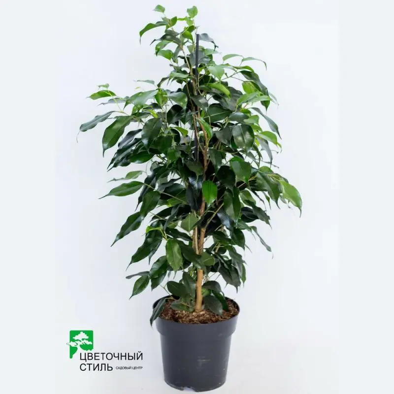 Фикус Benjamina "Danielle" (100см)