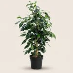 Фикус Benjamina "Danielle" (100см)