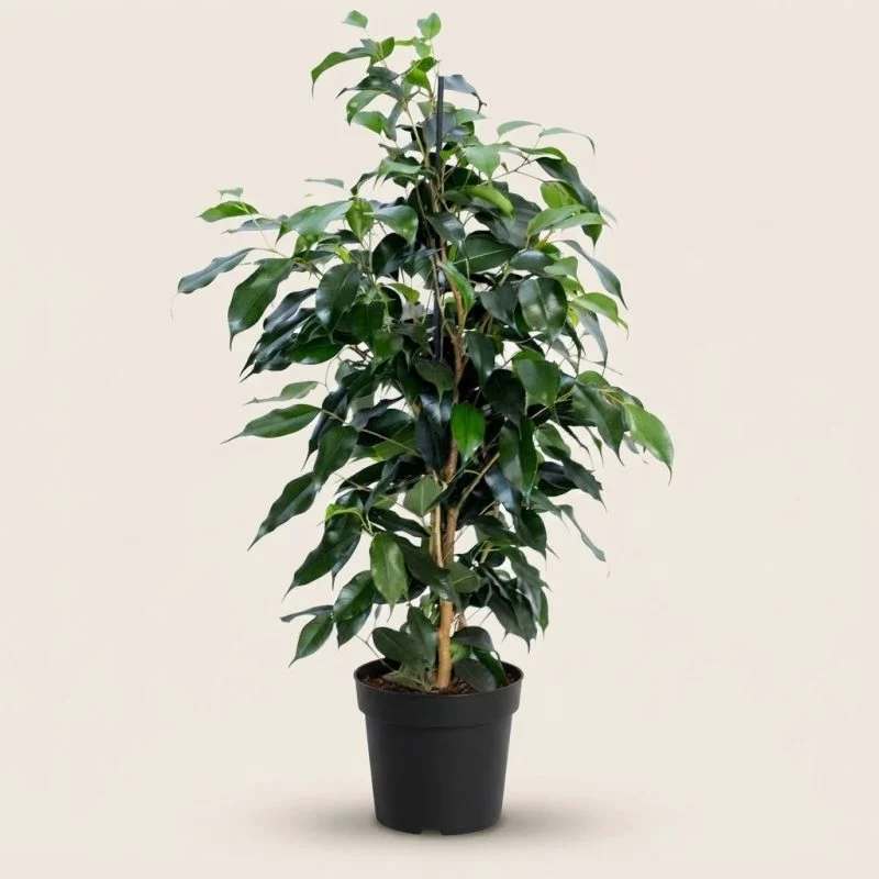 Фикус Benjamina "Danielle" (100см)