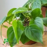 Филодендрон scandens (20см) — Квітковий стиль, Харків