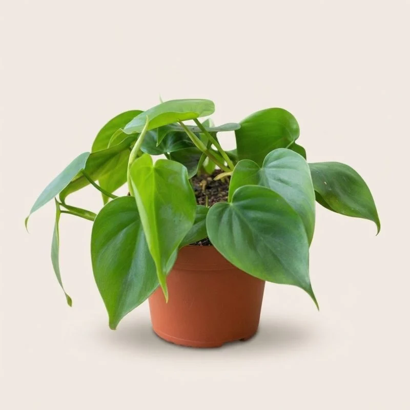 Филодендрон scandens (20см)