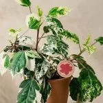 Гібіскус варієгатний Hibiscus Variegata (20-30 см.) — Квітковий стиль, Харків