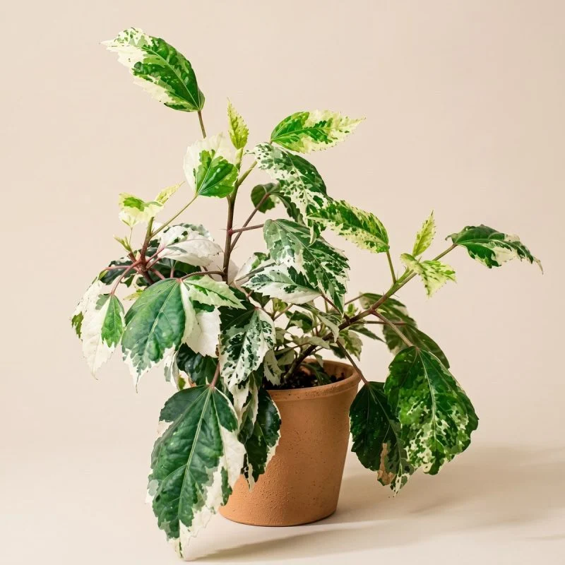Гібіскус варієгатний Hibiscus Variegata (20-30 см.)
