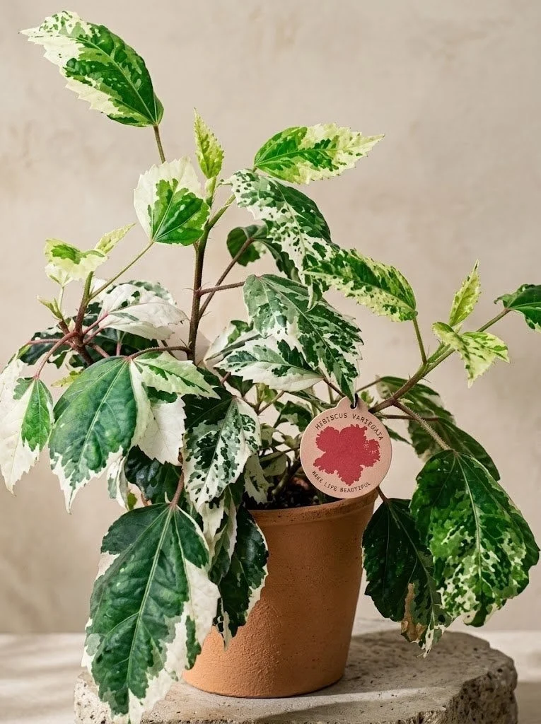 Гібіскус варієгатний Hibiscus Variegata (20-30 см.) — Квітковий стиль, Харків