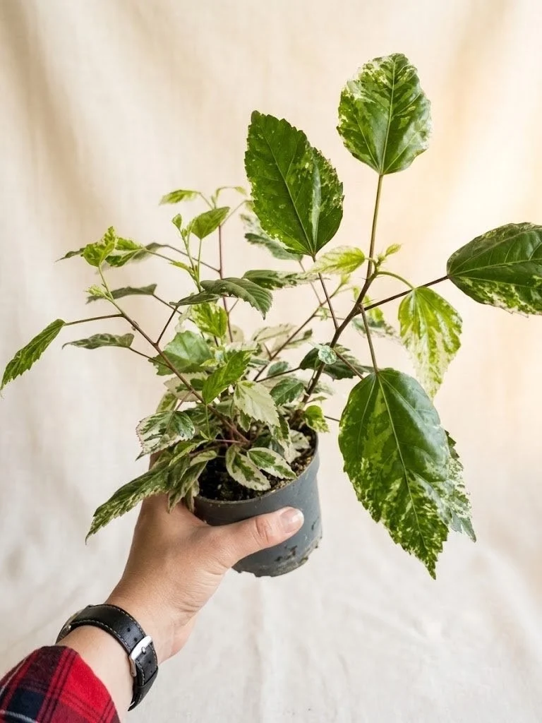 Гібіскус варієгатний Hibiscus Variegata (20-30 см.) — Квітковий стиль, Харків