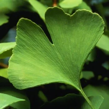 Гінкго biloba Ginkgo Biloba