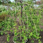 Глід Pendula — Квітковий стиль, Харків