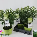 Гортензія хуртовина Whitelight (Hydrangea paniculata 'Whitelight') — Квітковий стиль, Харків
