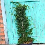 Ялівець "Holger" на опорі (70 см) — Квітковий стиль, Харків