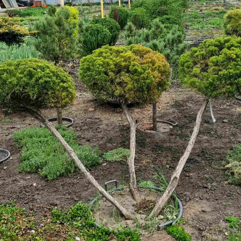 Ялівець media. Mint Julep Bonsai 120 см