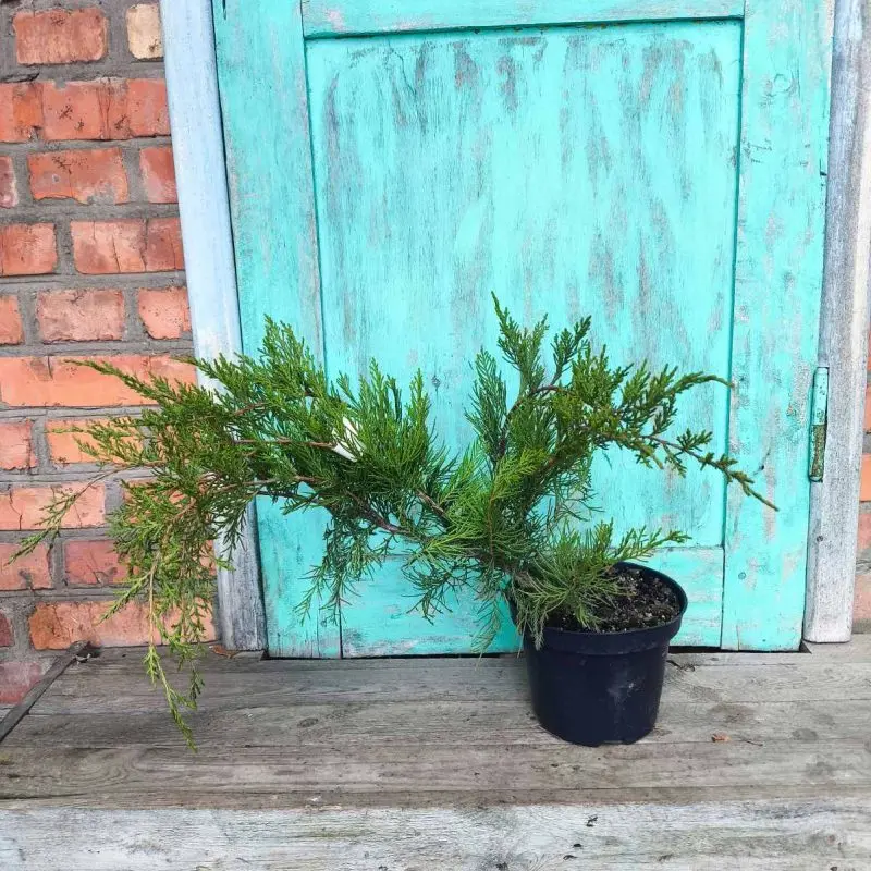 ялівець "mint julep" (65 см)