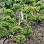 Ялівець mix Bonsai 120 см — Квітковий стиль, Харків