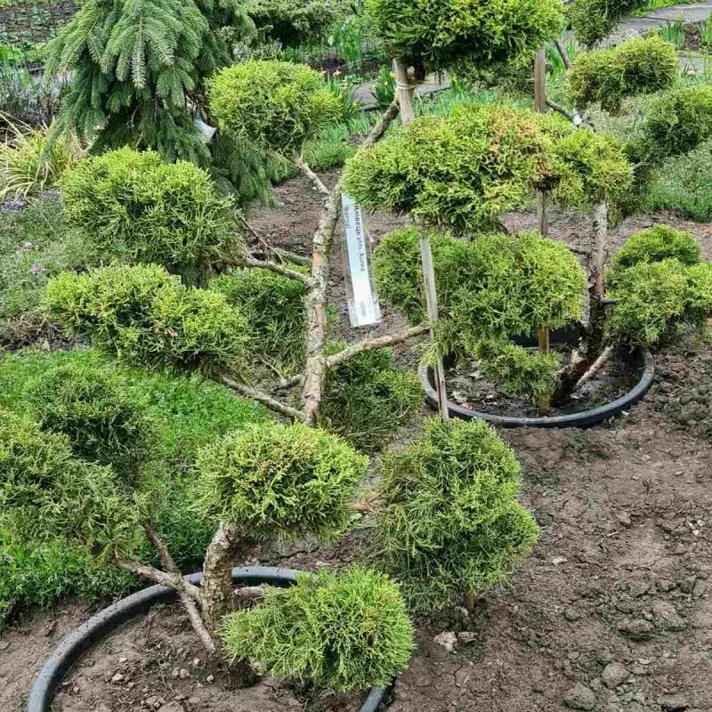 Ялівець mix Bonsai 120 см