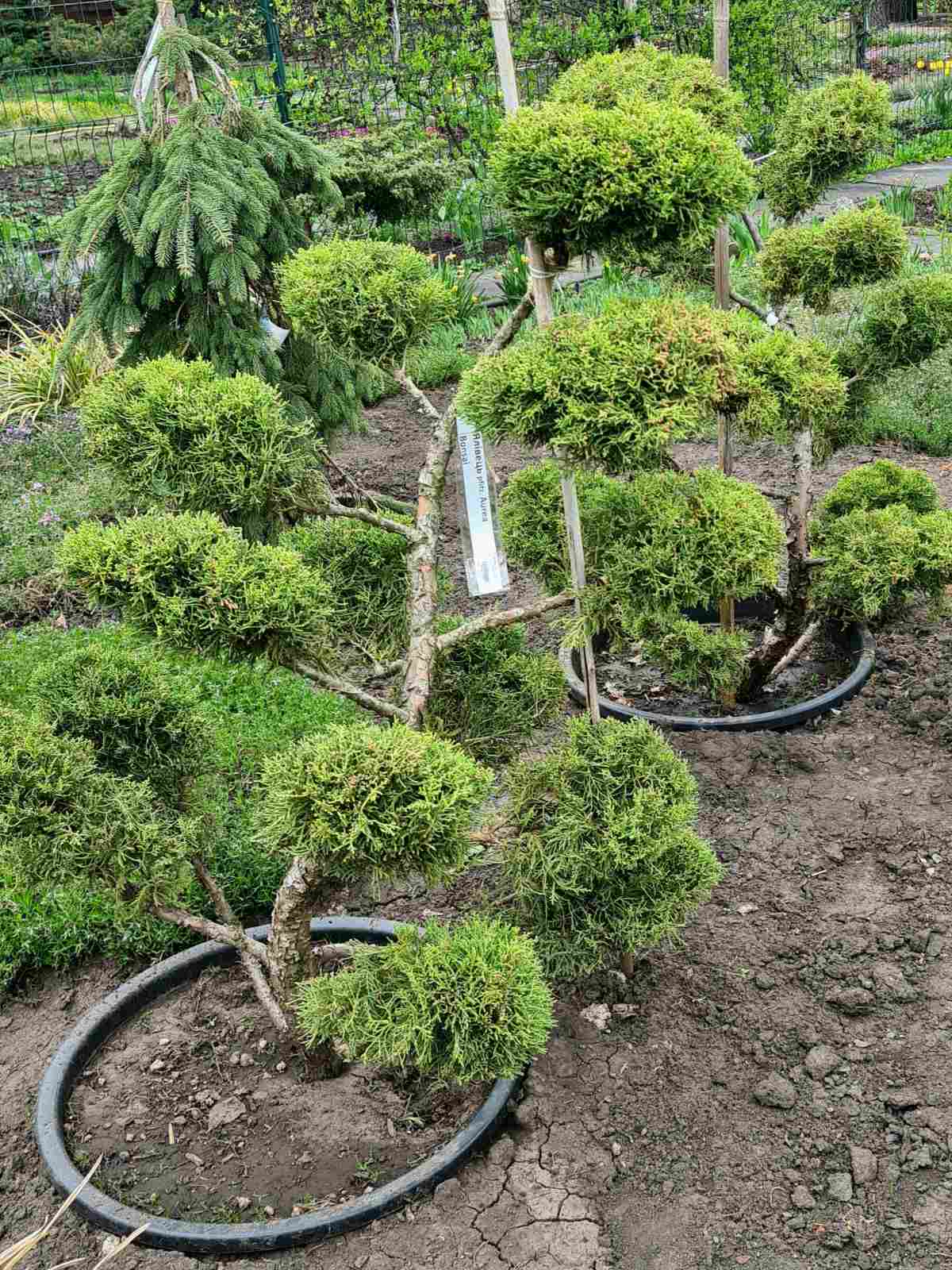 Ялівець mix Bonsai 120 см — Квітковий стиль, Харків