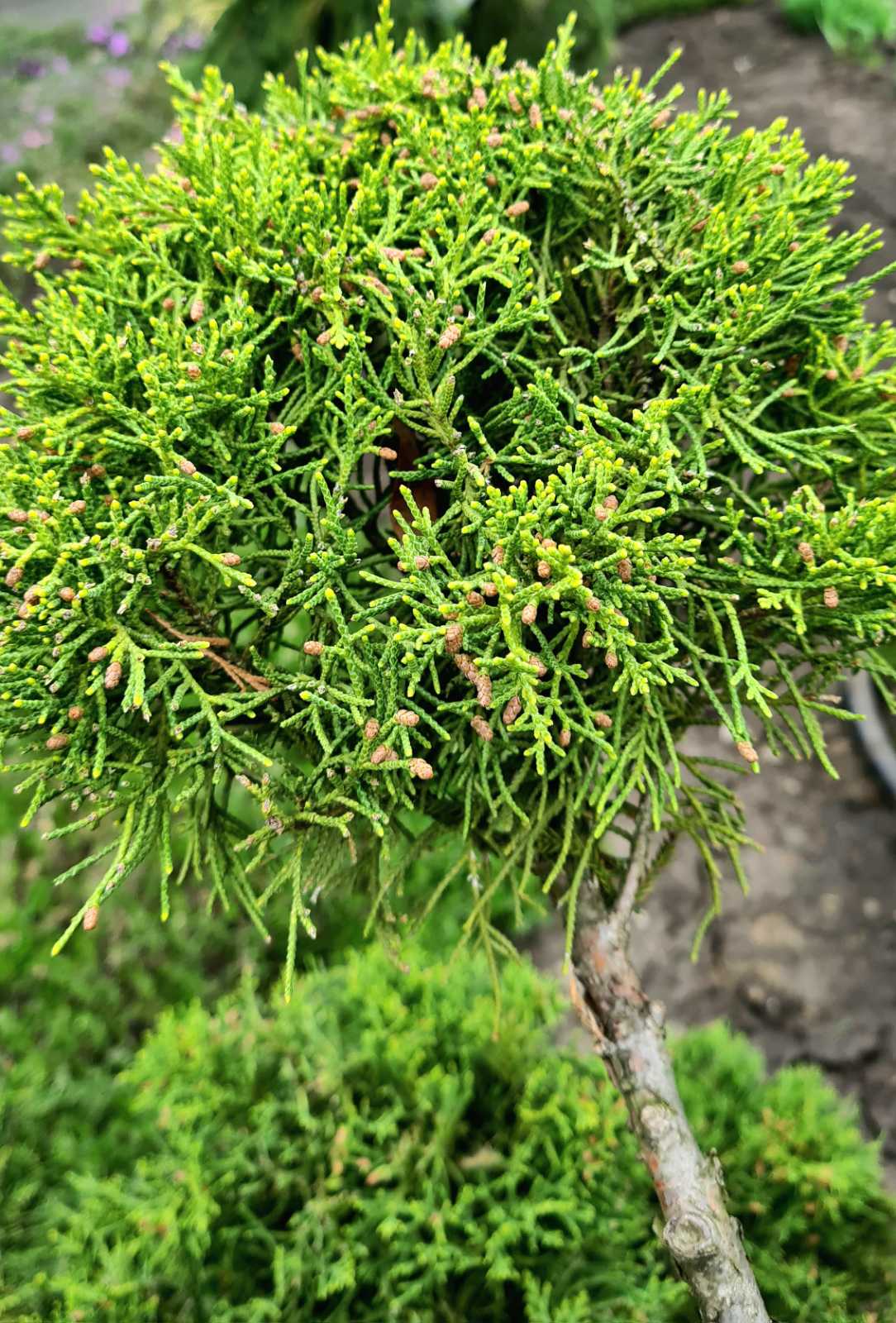 Ялівець mix Bonsai 120 см — Квітковий стиль, Харків
