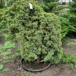 Ялівець proc. Nana bonsai 130 см — Квітковий стиль, Харків