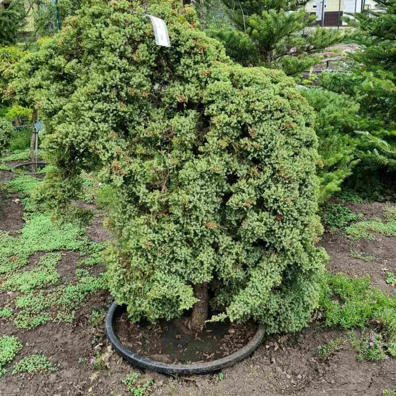 Ялівець proc. Nana bonsai 130 см