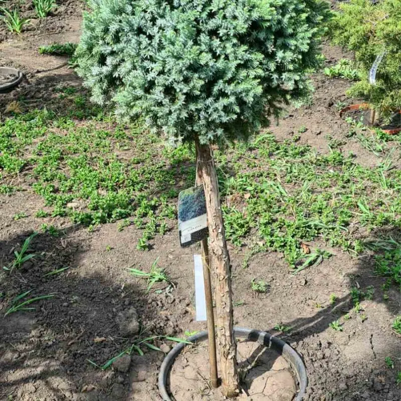 Ялівець squamata Blue Star 110 см