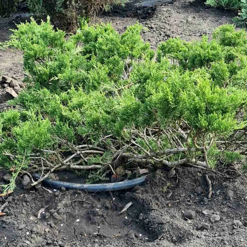 Ялівець Tamariscifolia