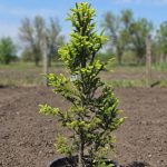 Ялина Columnaris (Ель звичайна Колумнаріс / Picea abies Columnaris) 130 см — Квітковий стиль, Харків