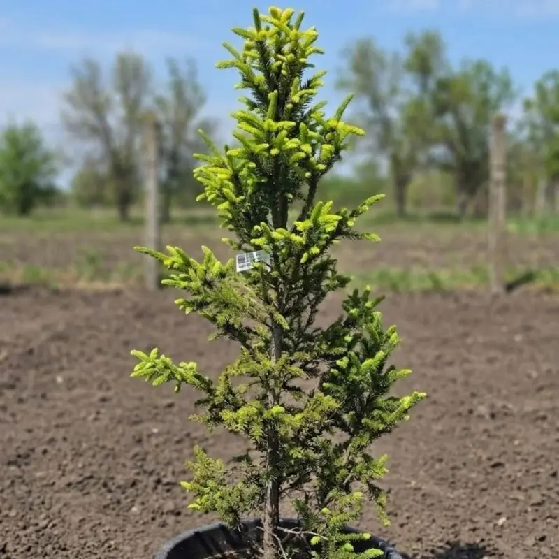 Ялина Columnaris (Ель звичайна Колумнаріс / Picea abies Columnaris) 130 см