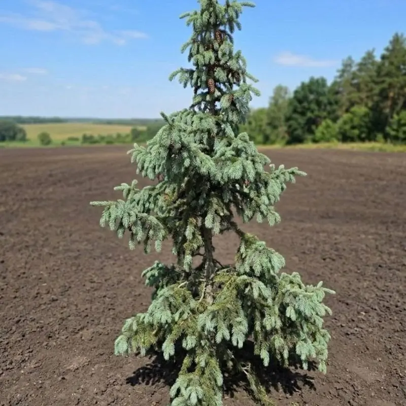 Ялина engelmannii Glauca (Ель Енгельмана Глаука) 300 см