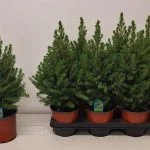 Ялина glauca Conica (40см) — Квітковий стиль, Харків