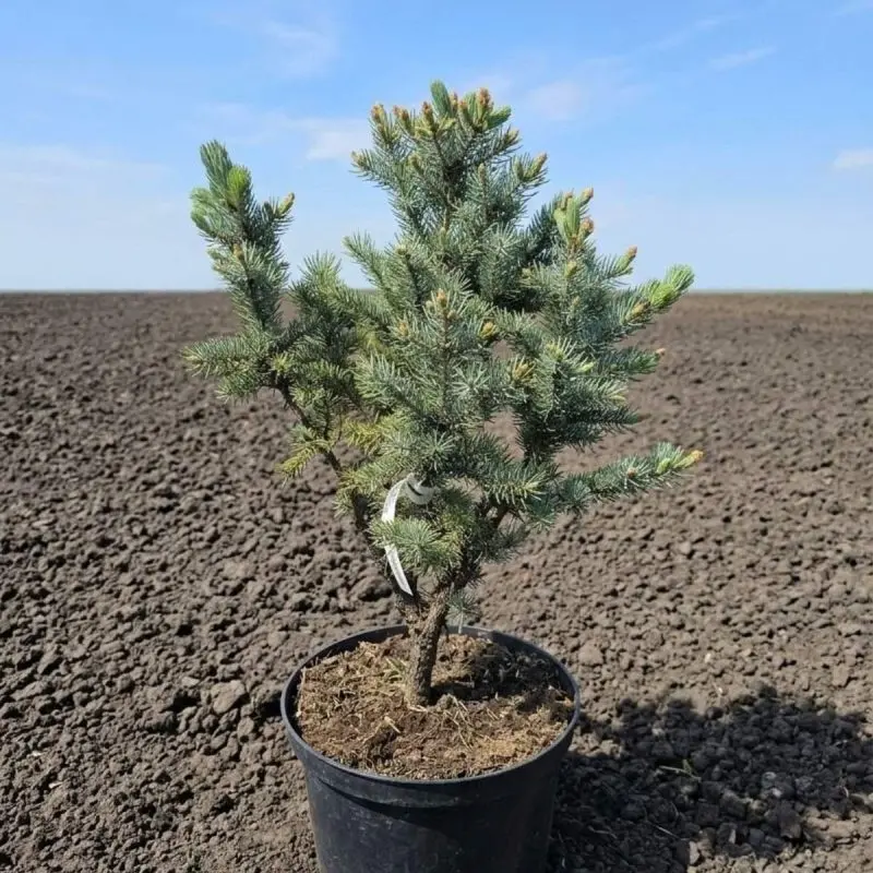 Ялина Iseli Fastiegata (Ель колюча «Ізелі Фастігіату» / Picea pungens 'Iseli Fastigiata') 70 см