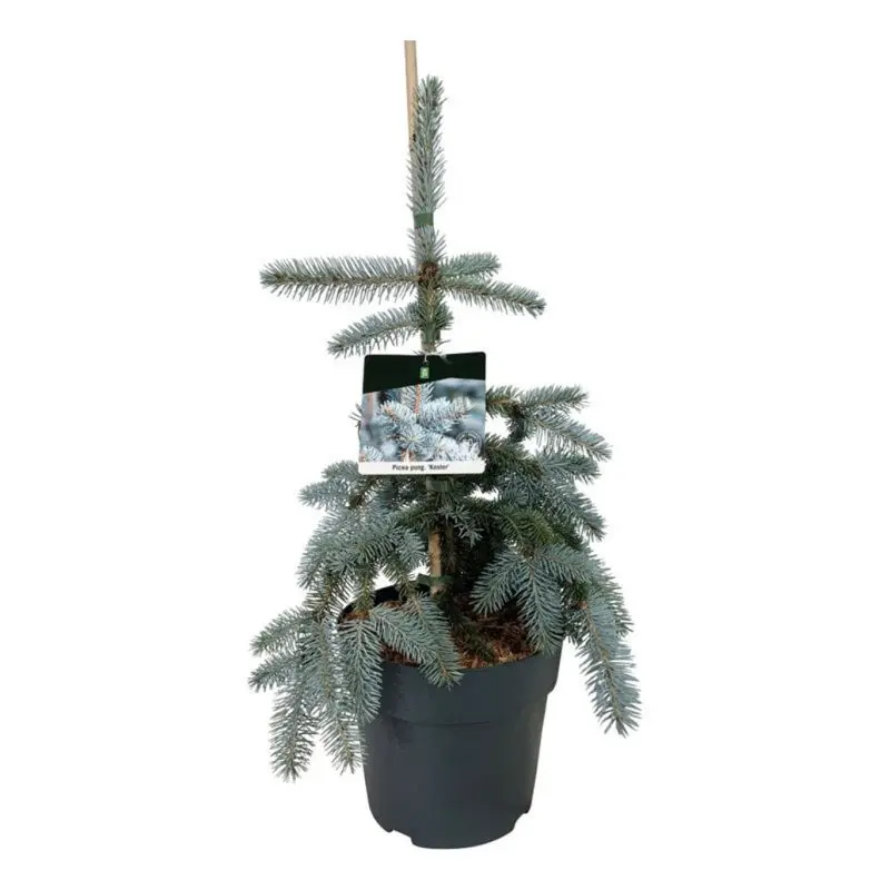 Ялина колюча Багаття (Picea pungens 'Koster') 70-90см