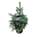 Ялина колюча Едіт (Picea pungens Edith) 80-100см — Квітковий стиль, Харків