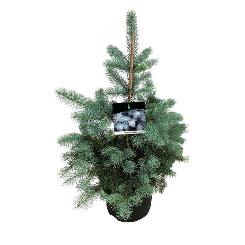 Ялина колюча Едіт (Picea pungens Edith) 80-100см