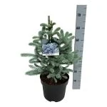 Ялина колюча Еріх Фрам (Picea pungens Erich Frahm) 80-100см — Квітковий стиль, Харків