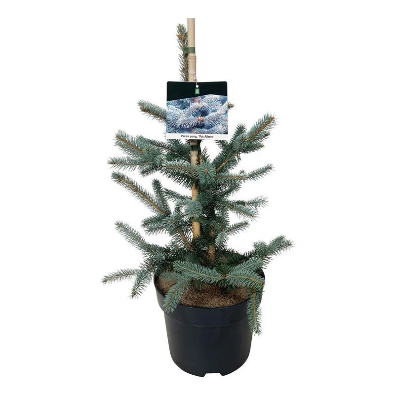 Ялина колюча 'Fat Albert' (Picea pungens 'Fat Albert') 80-100см