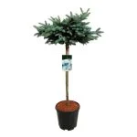 Ялина колюча Глаука Глобоза (Picea pungens 'Glauca Globosa') 125см — Квітковий стиль, Харків