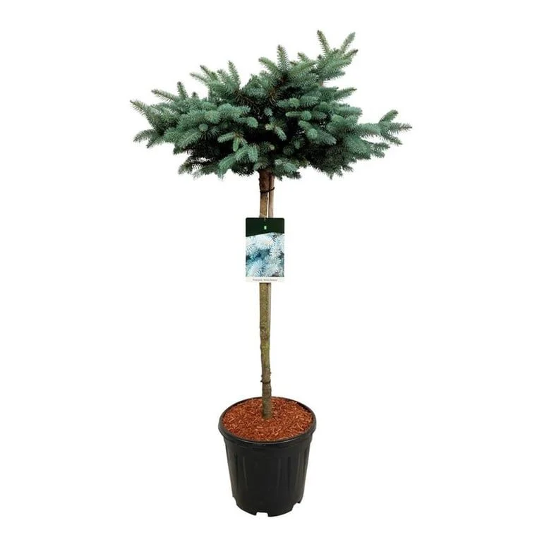Ялина колюча Глаука Глобоза (Picea pungens ‘Glauca Globosa’)