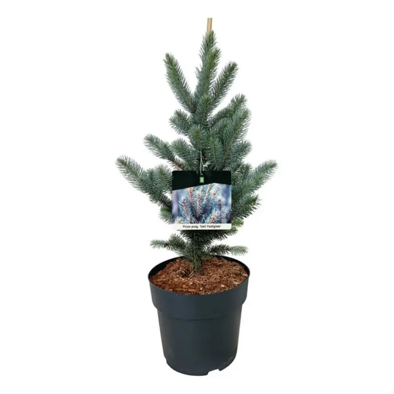 Ялина колюча Ізелі Фастігіату (Picea pungens 'Iseli Fastigiate') 70-90 см