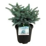 Ялина колюча Карпатен (Picea pungens 'Karpaten') 70см — Квітковий стиль, Харків
